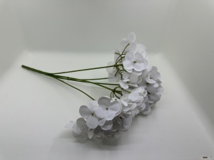 Hortensie alba