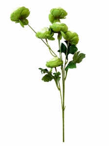 Ranunculus fir verde MF123-3