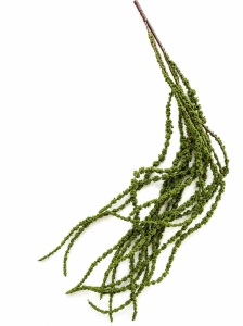 Amaranthus verde