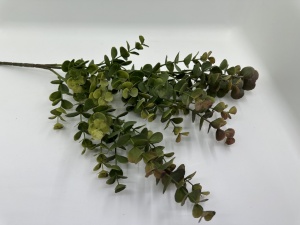 Eucalipt