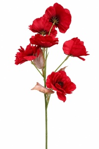 Maci rosii MF138-2