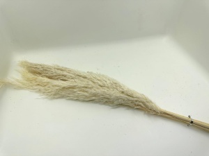 Pampas natural - 65cm (5 fire) - maro