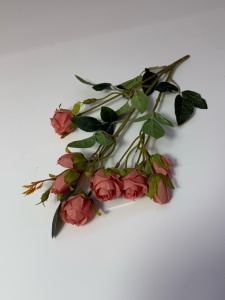 Trandafir pastel somon aprins