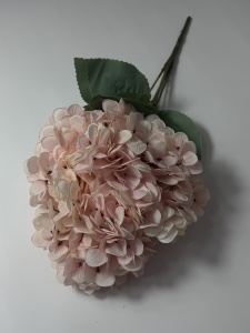 Hortensie roz pal