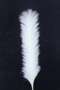 Pampas alb