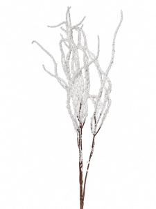 Amaranthus alb