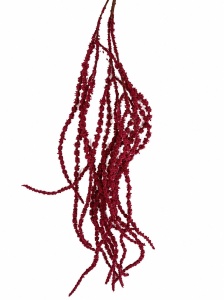 Amaranthus grena