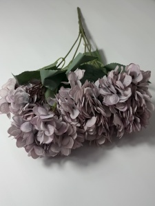 Hortensie mov