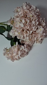 Hortensie roz