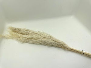 Pampas natural 65cm (5 fire)-bej