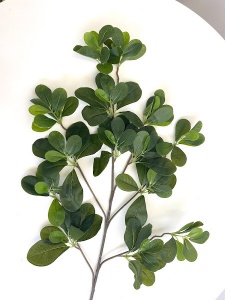 Ficus verdeata - verde