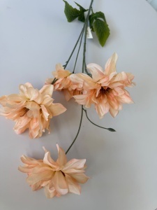 Fir dalie somon