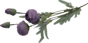 Fir lung