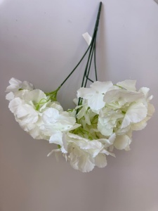 Hortensie alba