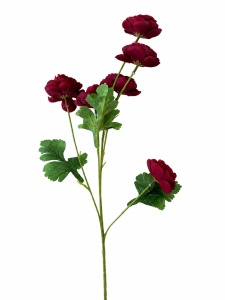 Ranunculus fir grena MF123-1