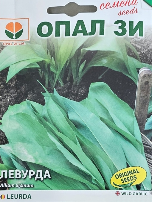 Seminte de LEURDA, condiment cu miros usor de usturoi