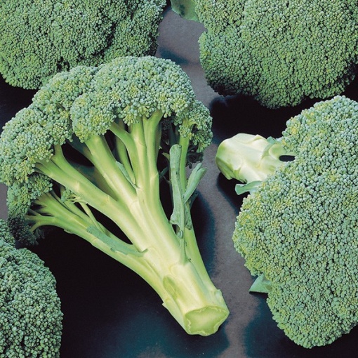 Seminte de broccoli Chevalier F1, soi hibrid de vara si toamna