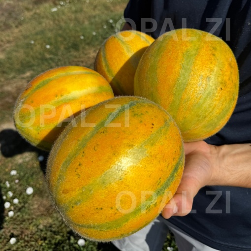 Seminte de Pepene Galben DESERTEN 5, soi semi-timpuriu - 3 gr - Img 2