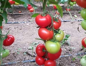 Seminte de Tomate (rosii) CICIU F1, soi hibrid timpuriu