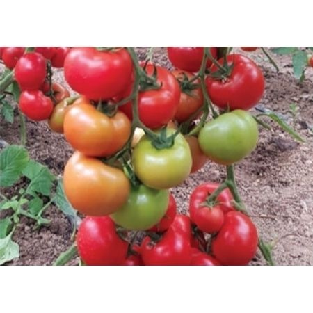 Seminte de Tomate (rosii) CICIU F1, soi hibrid timpuriu - Img 2
