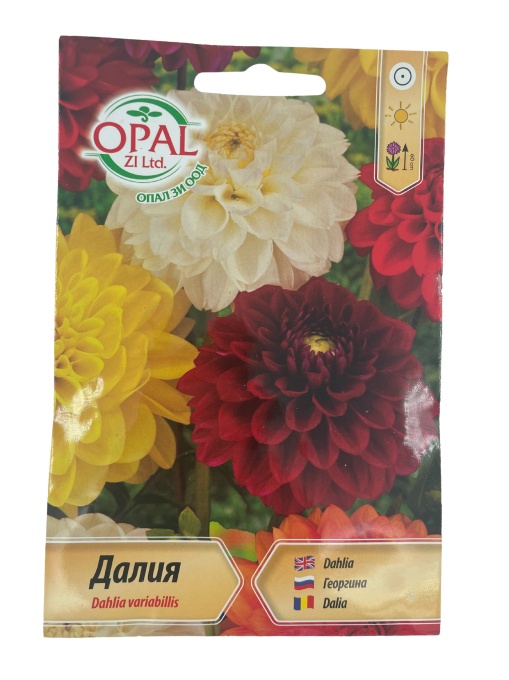 Seminte Dalia Variabilis – Mix de Flori Colorate, Rezistente
