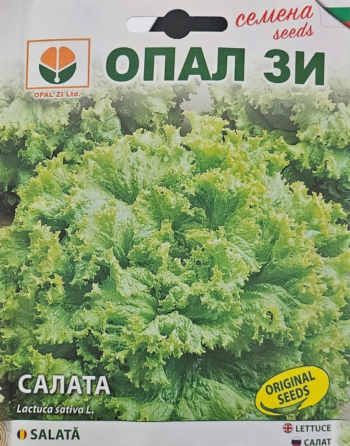 Seminte de SALATA GENTELINA, soi cu capatana mare si multe frunze