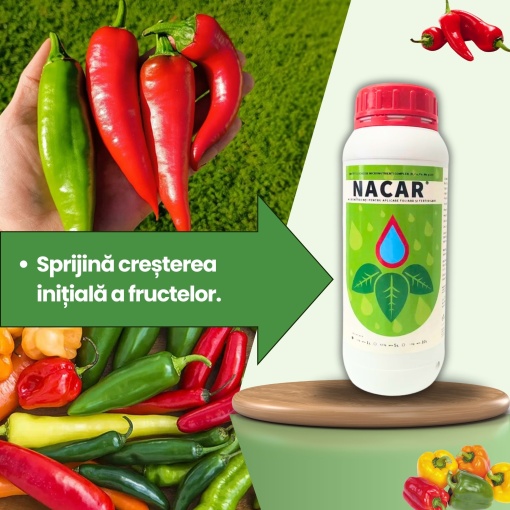 BIOPACK Stadiu 2 ARDEI – Crestere Vegetativa si Fructificare - Img 4