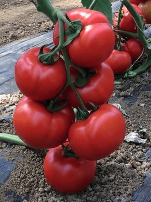 Seminte de tomate (rosii) VITARA F1, soi hibrid timpuriu