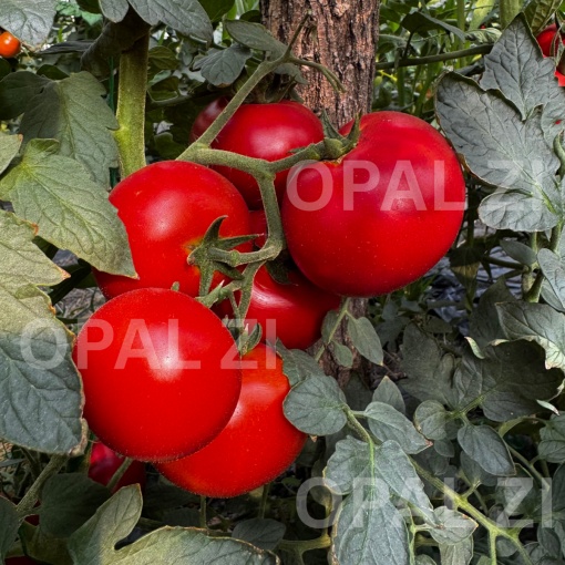 Seminte de rosii TOMATE OPAL BG F1, cultivare pe araci - 0.2 gr - Img 2