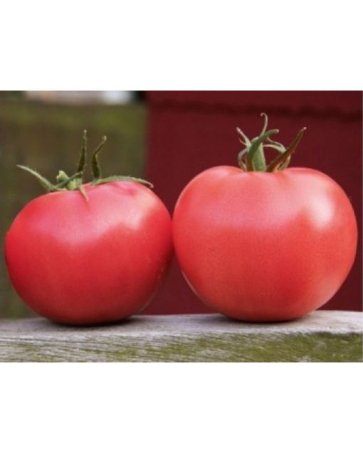 Seminte hibrid timpuriu de tomate (rosii) roz Aphen F1
