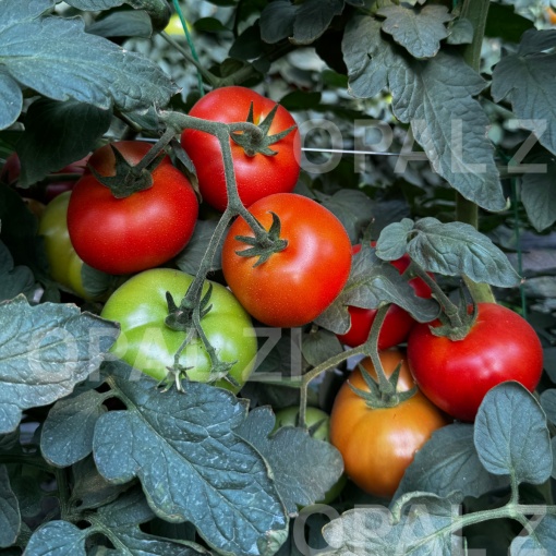 Seminte de rosii TOMATE OPAL BG F1, cultivare pe araci - 0.2 gr - Img 3
