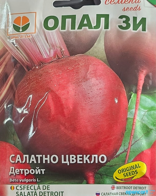 Seminte de SFECLA DE SALATA DETROIT, soi semitimpuriu