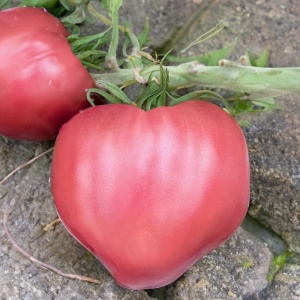 Seminte TOMATE INIMA DE BIVOL GIGANT - Cultiva gust in gradina ta 0.2g