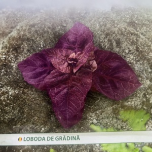 Seminte de Loboda de Gradina, insamantare primavara - 1g