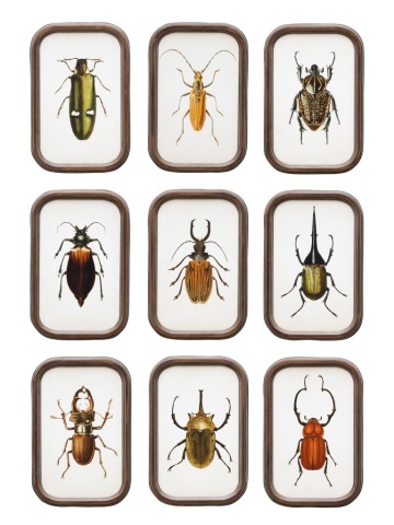 Set 9 tablouri cu insecte, cu rama din lemn de pin, Insects