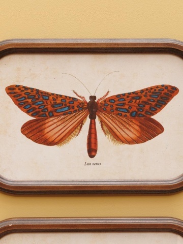 Set 2 tablouri cu fluturi, cu rama din lemn, Butterfly - Img 3