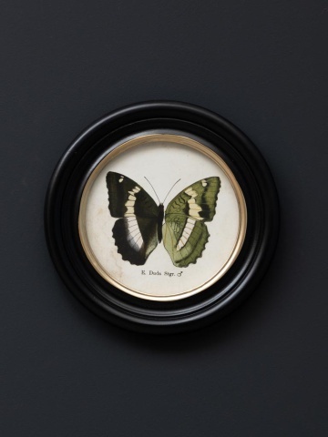 Set 4 tablouri cu fluturi, cu rama din lemn de pin, Butterfly - Img 4