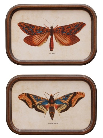 Set 2 tablouri cu fluturi, cu rama din lemn, Butterfly