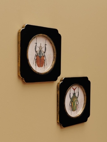 Set 2 tablouri cu insecte, cu rama din lemn, Beetles - Img 3