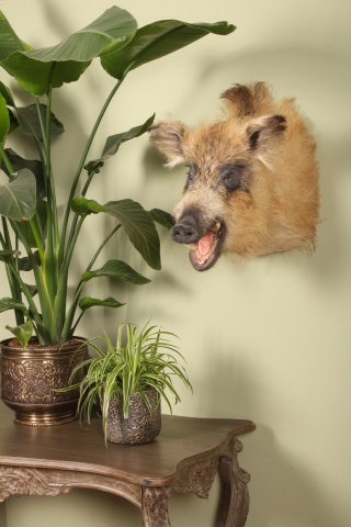 Cap de mistreț naturalizat, blond-maro, piesă unicat de perete, 70 cm, „Blondie” - Img 2