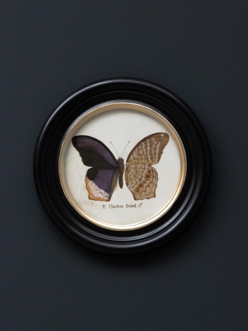 Set 4 tablouri cu fluturi, cu rama din lemn de pin, Butterfly - Img 5