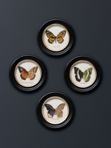 Set 4 tablouri cu fluturi, cu rama din lemn de pin, Butterfly - Img 2