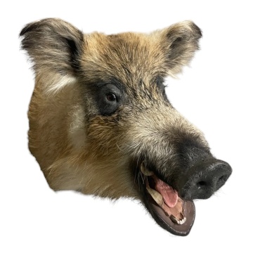 Cap de mistreț naturalizat, blond-maro, piesă unicat de perete, 70 cm, „Blondie”