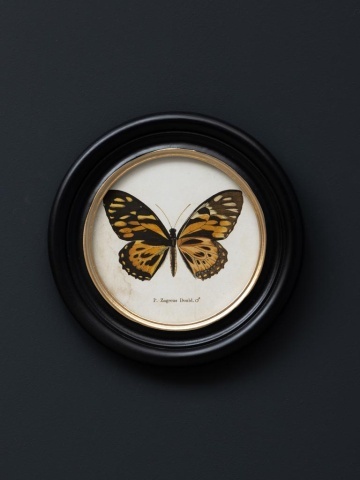 Set 4 tablouri cu fluturi, cu rama din lemn de pin, Butterfly - Img 6