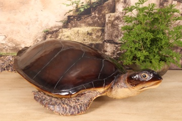 Statuetă decorativă din polirășină, maro, broască țestoasă marină, finisaj lucios, 23 x 88 x 59 cm, „Galápagos” - Img 2