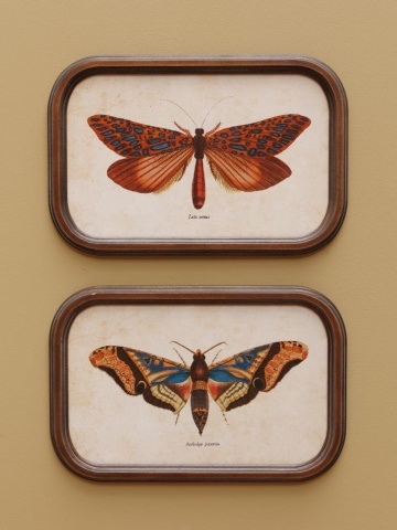 Set 2 tablouri cu fluturi, cu rama din lemn, Butterfly - Img 2