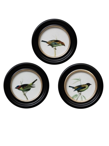 Set 3 tablouri, Colored Birds