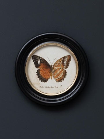 Set 4 tablouri cu fluturi, cu rama din lemn de pin, Butterfly - Img 3