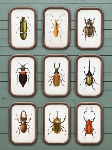 Set 9 tablouri cu insecte, cu rama din lemn de pin, Insects - Img 2