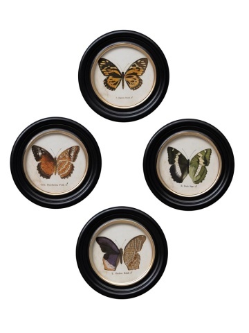 Set 4 tablouri cu fluturi, cu rama din lemn de pin, Butterfly
